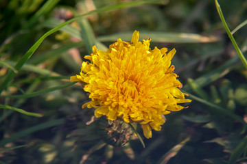 żółty kwiat mlecz mleczu w trawie