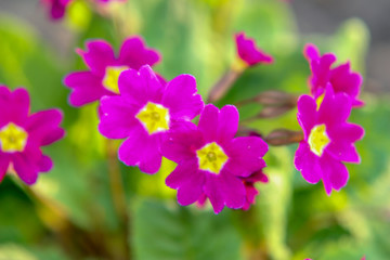 Fototapeta na wymiar wiosenne kwiaty 
