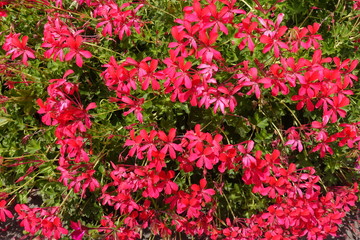 Vibrant pinkish red flowers of ivy leaved geranium