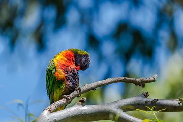 Rainbow Lorikeet [Trichoglossus  moluccanus]