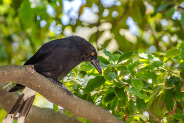 Pied Currawong [Strepera graculina] spotted in Sydney