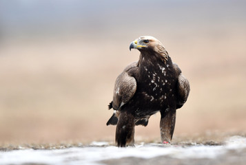Golden Eagle (Aquila chrysaetos)