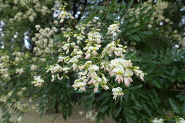 Close view of raceme of white flowers of Sophora japonica