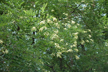 Raceme of simple white flowers in the leafage of Sophora japonica