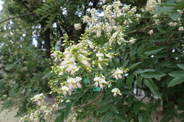 White flowers of Sophora japonica in mid July
