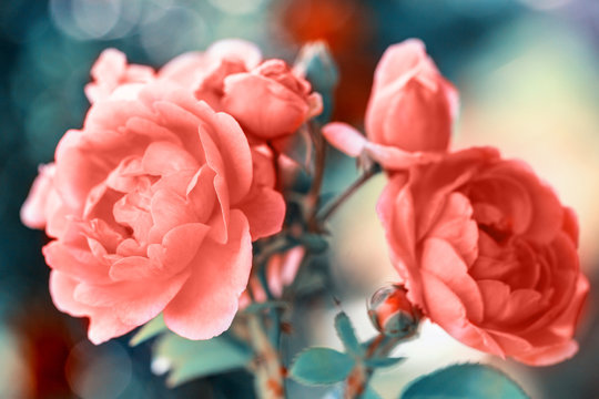Beautiful living coral roses flowers in garden close up. Tinted effect © Olga Ionina