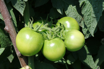 green tomatoes in the greenhouse