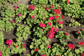 Flowering red zonal pelargoniums in the garden