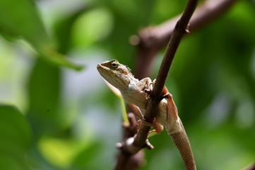 lizard on a tree