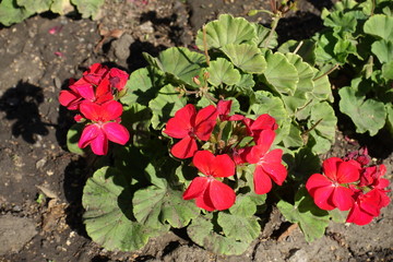 Zonal pelargoniums with red flowers in September