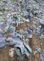 rotten cabbage leaves after harvest of vegetable in the field