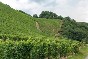Fototapeta na wymiar Vineyard at the city of Thann in Alsace France.