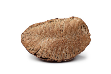 Brazil nut