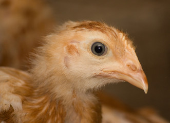 Portrait of brown chicken