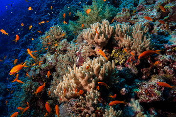 Fototapeta premium Finger leather coral at the Red Sea, Egypt