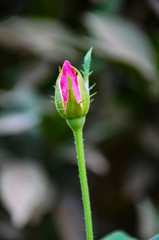 bud of tulip