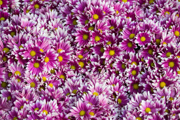 Purple with White Tip Daisy Flowers - Chiang Rai, Thailand