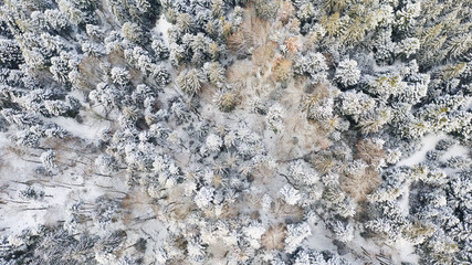 snow covered trees aerial