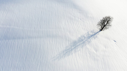 single tree in snow landscape with blue sky and sun