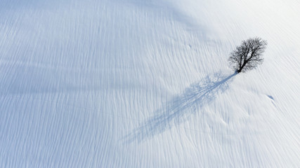 single tree in snow landscape with blue sky and sun