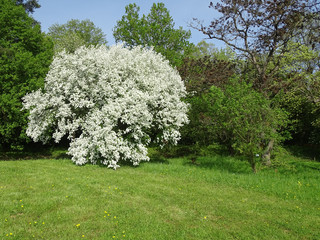 Obraz premium Baum, Bäume, Frühling, Frühjahr, Exochorda giraldii, Rosaceae, Asien, Japan, Garten, Botanik, Blütenstaub, Pollen