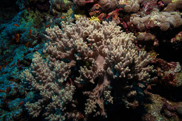 Obraz na płótnie Canvas Coral reef at the Red Sea, Egypt