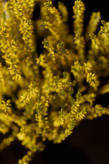 Obraz premium Macro shot of a bunch of yellow flowers