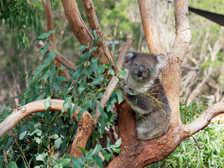 Koala feeding on leaves