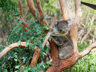 Koala feeding on leaves