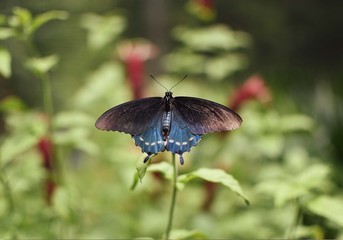 Blue Butterfly