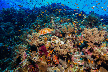 Naklejka na ściany i meble tiny fish - Coral reef at the Red Sea, Egypt