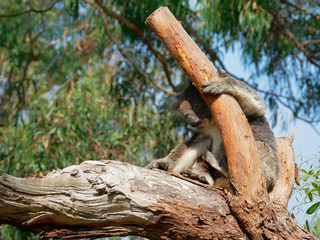 Koala hiding from the sun