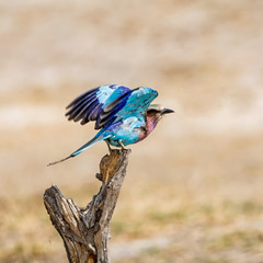Lilac-breasted Roller