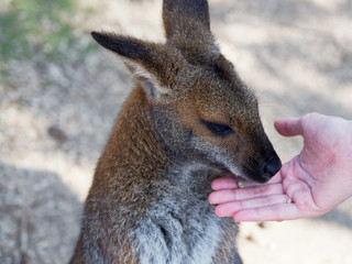 Eating kangaroo