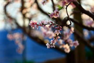 In full bloom in the peach blossom