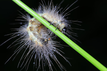 caterpillar is in the natural environment