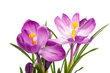 Crocus flowers isolated on white background