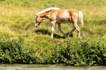 Naklejka na ściany i meble Brown and white foal in an Alpine pasture