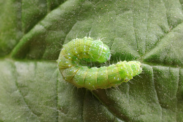Meat insects in the natural environment