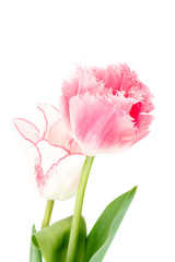 Tulips flowers bouquet isolated on white background