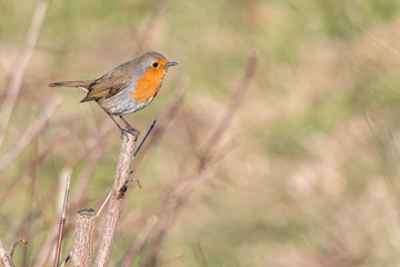 robin bird erithacus rubecula at park