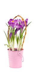 Crocus flowers isolated on white background