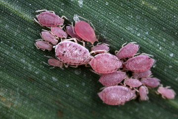 reed aphids on the leaves