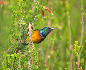 Orange breasted Sunbird after feeding on a flower of an erica bush.  Bird holding to evergreen, displaying breast and head.