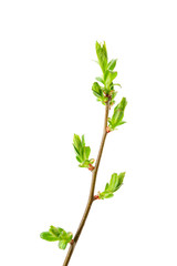 A spring branch of hawthorn (Crataegus) with budding leaves and thorns. Isolated on a white background.