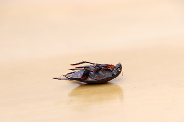 Insect lie supine on the wooden floor. It is the large insect.