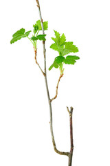 Blackcurrant (Ribes nigrum) branch with young leaves in spring. Isolated on white background.