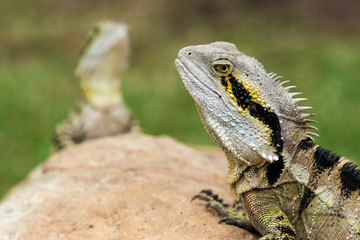 Eastern Water Dragon lizard