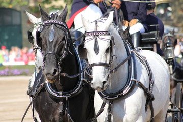 Hengstparade