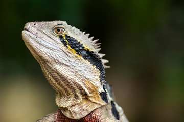 Eastern Water Dragon lizard